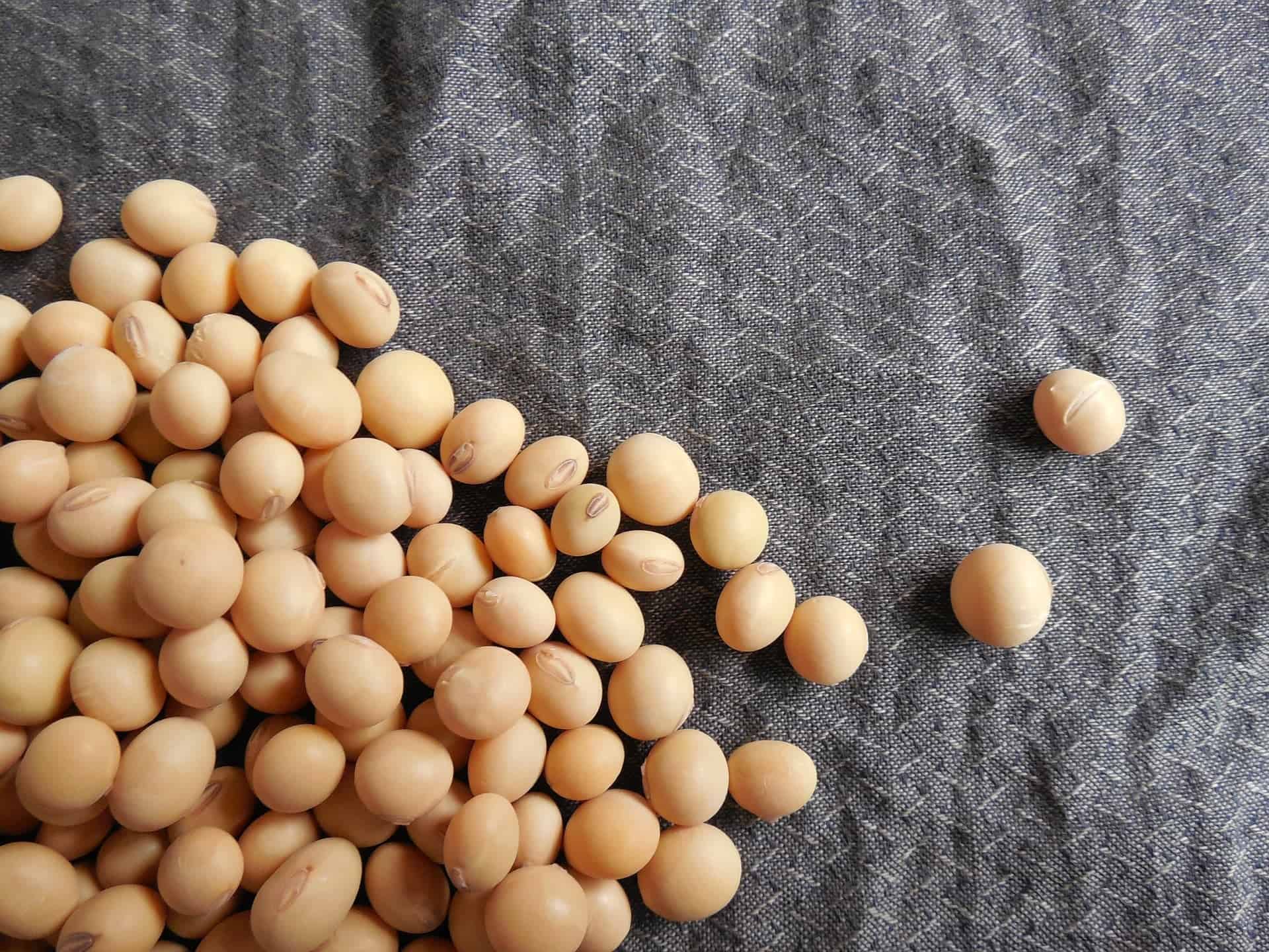 Is Soy Good Or Bad For Your Health? Edukale