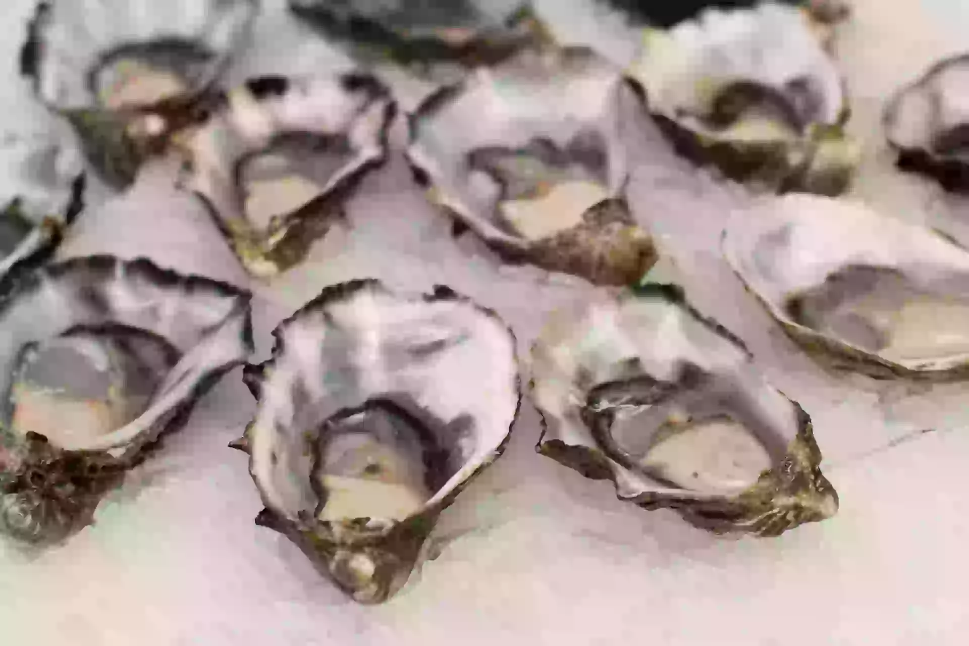 oysters