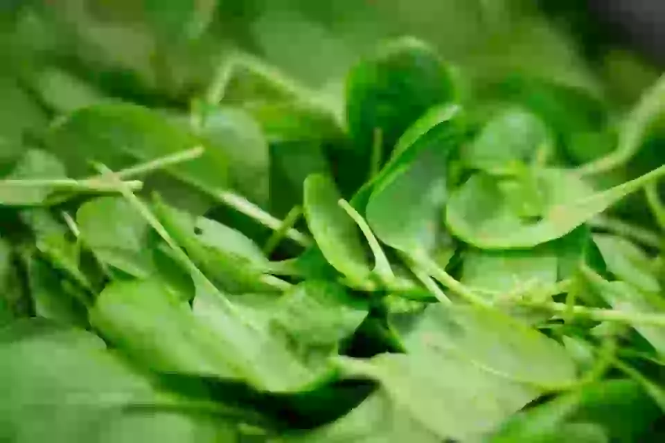 spinach from the list of iron-rich foods